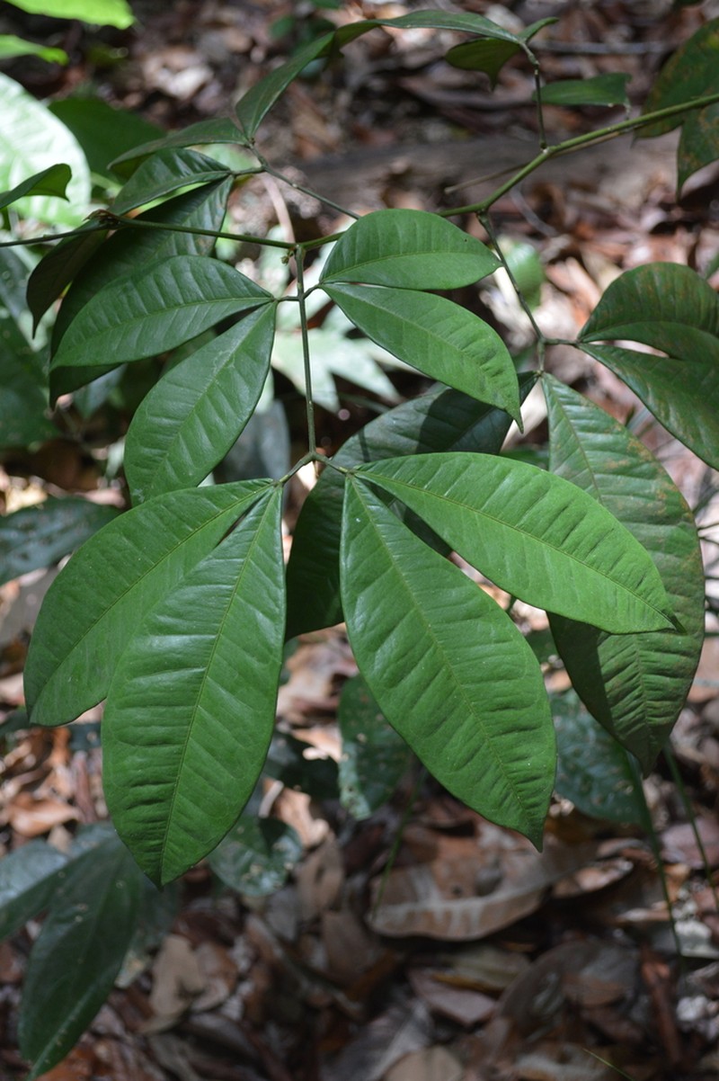 Jupunba laeta photo 4