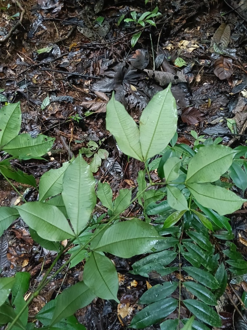 Jupunba laeta photo 6