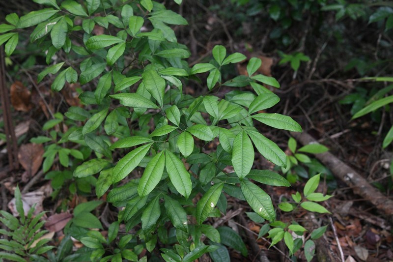 Jupunba laeta photo 8