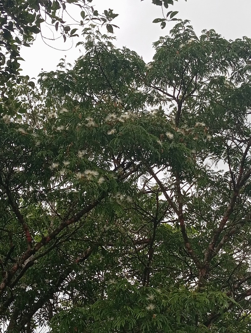 Jupunba langsdorffii photo 2