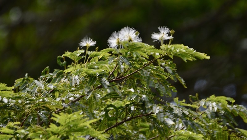 Jupunba langsdorffii photo 3