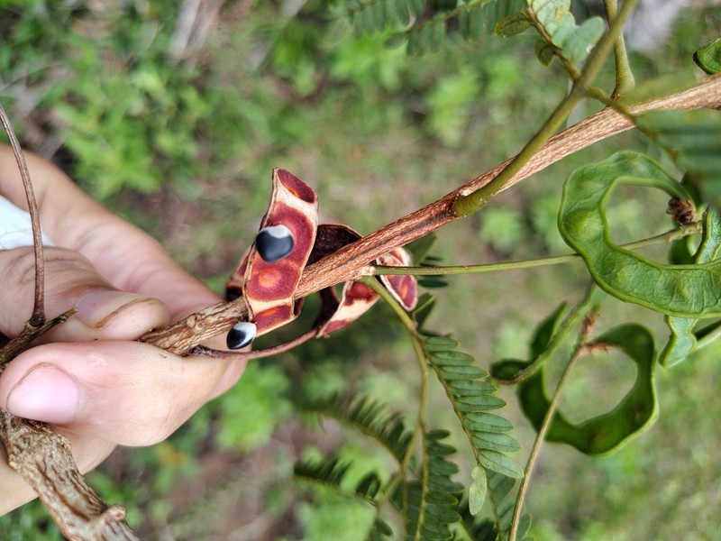 Jupunba langsdorffii photo 4