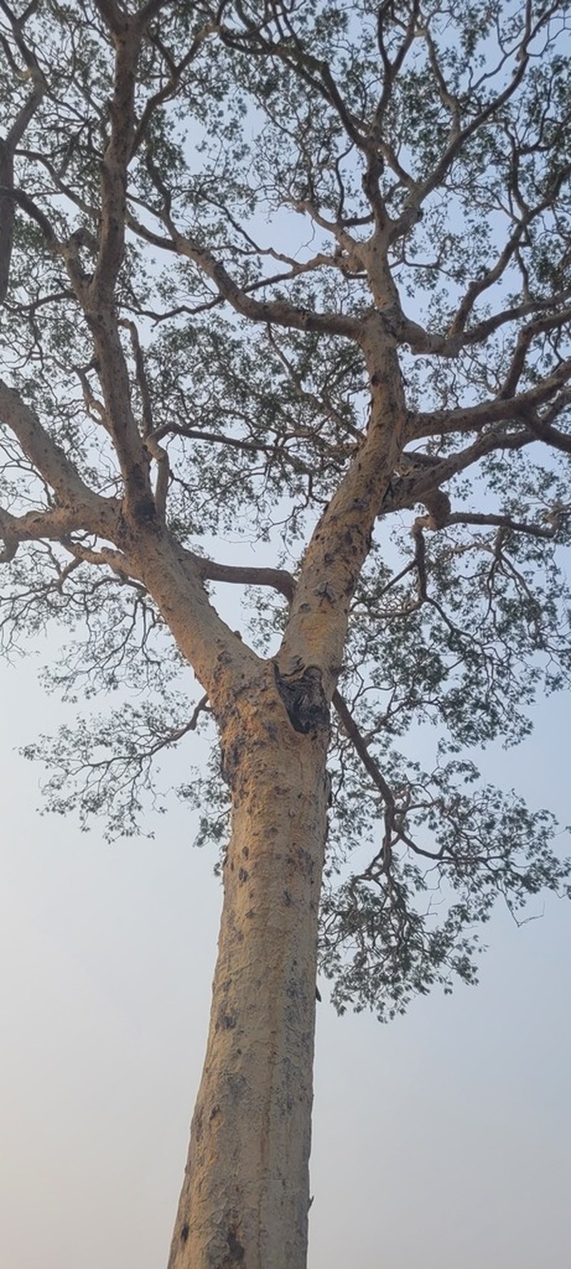 Jupunba langsdorffii photo 5