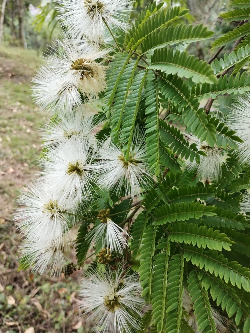 Jupunba langsdorffii photo 6