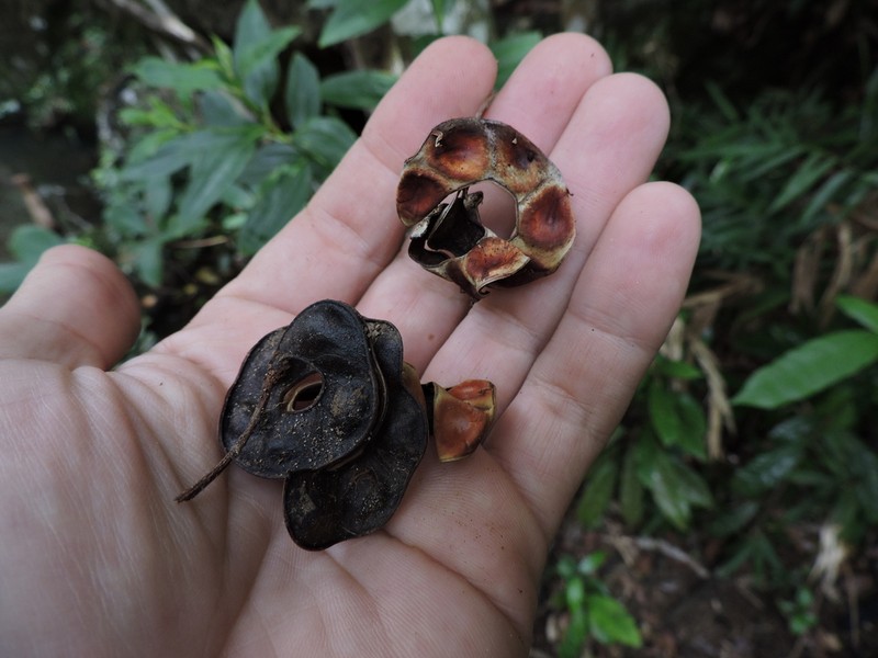 Jupunba langsdorffii photo 7