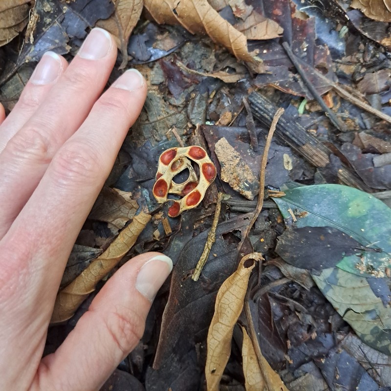 Jupunba langsdorffii photo 8