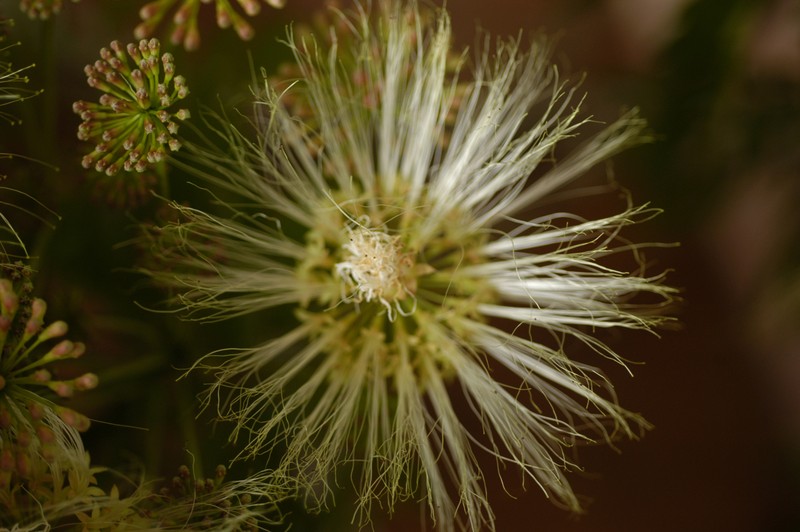 Jupunba leucophylla