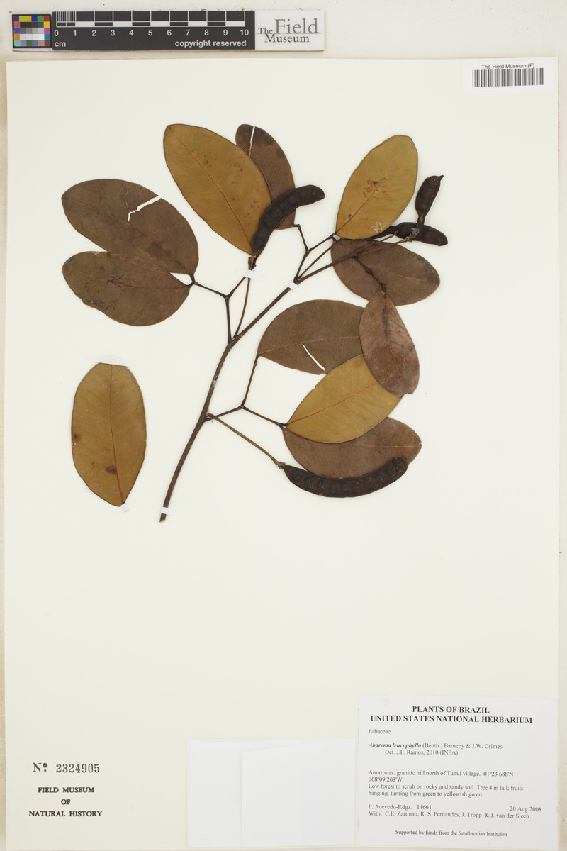 Jupunba leucophylla photo 2