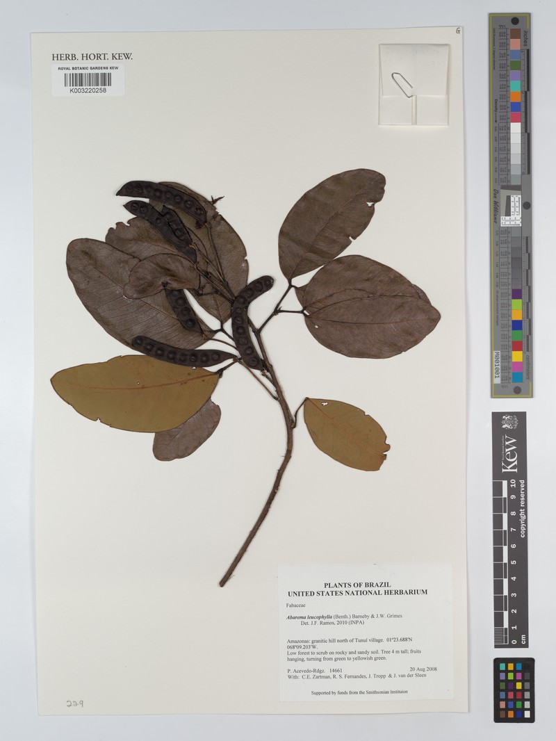 Jupunba leucophylla photo 3