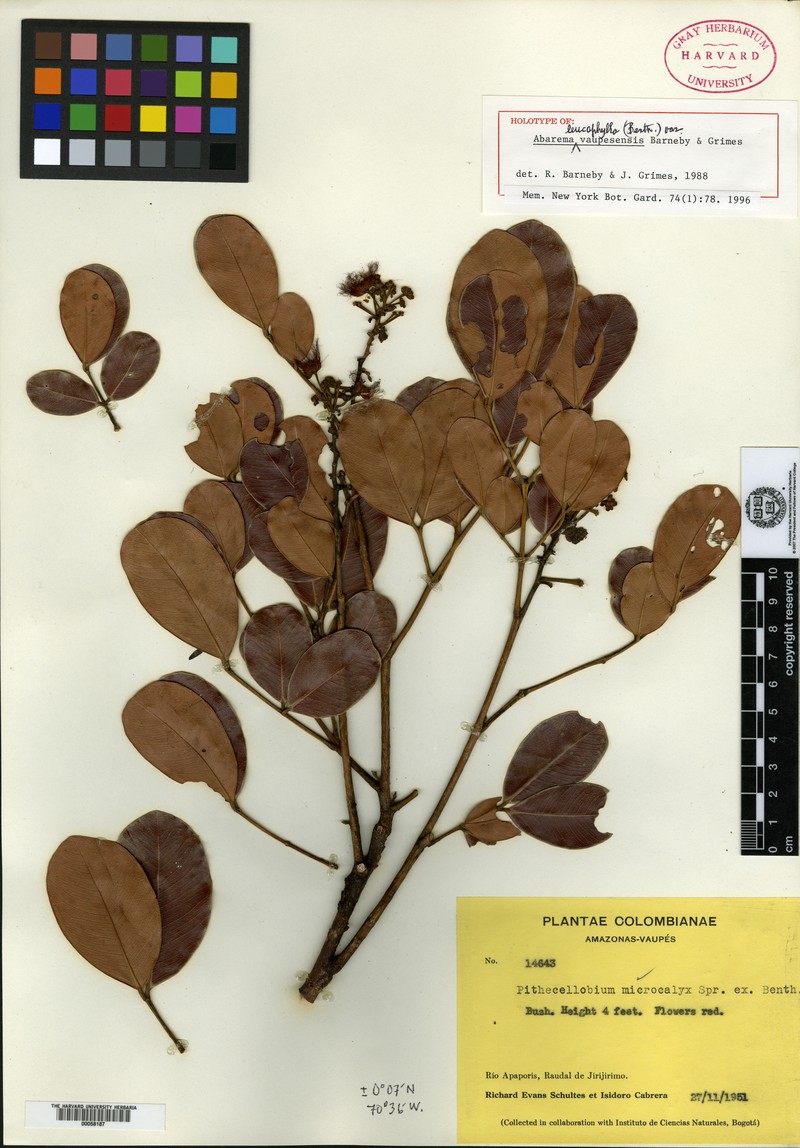 Jupunba leucophylla var. vaupesensis