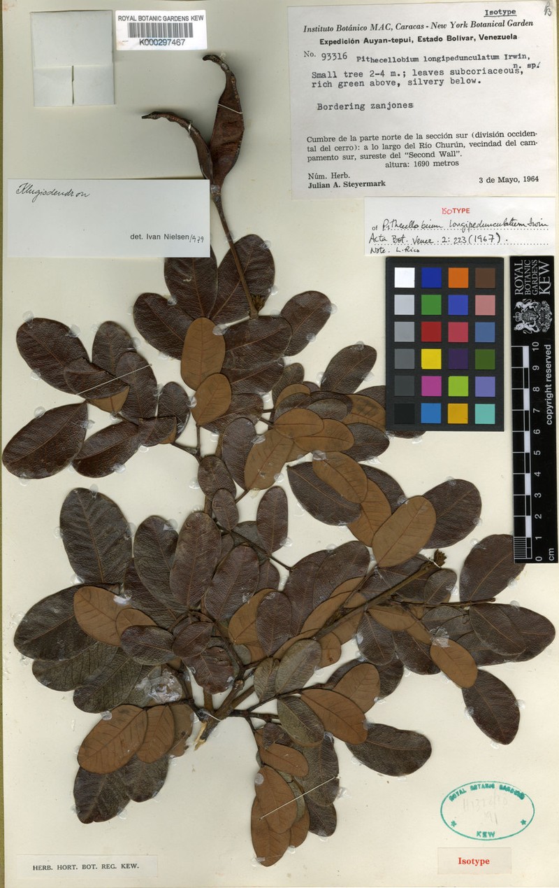 Jupunba longipedunculata