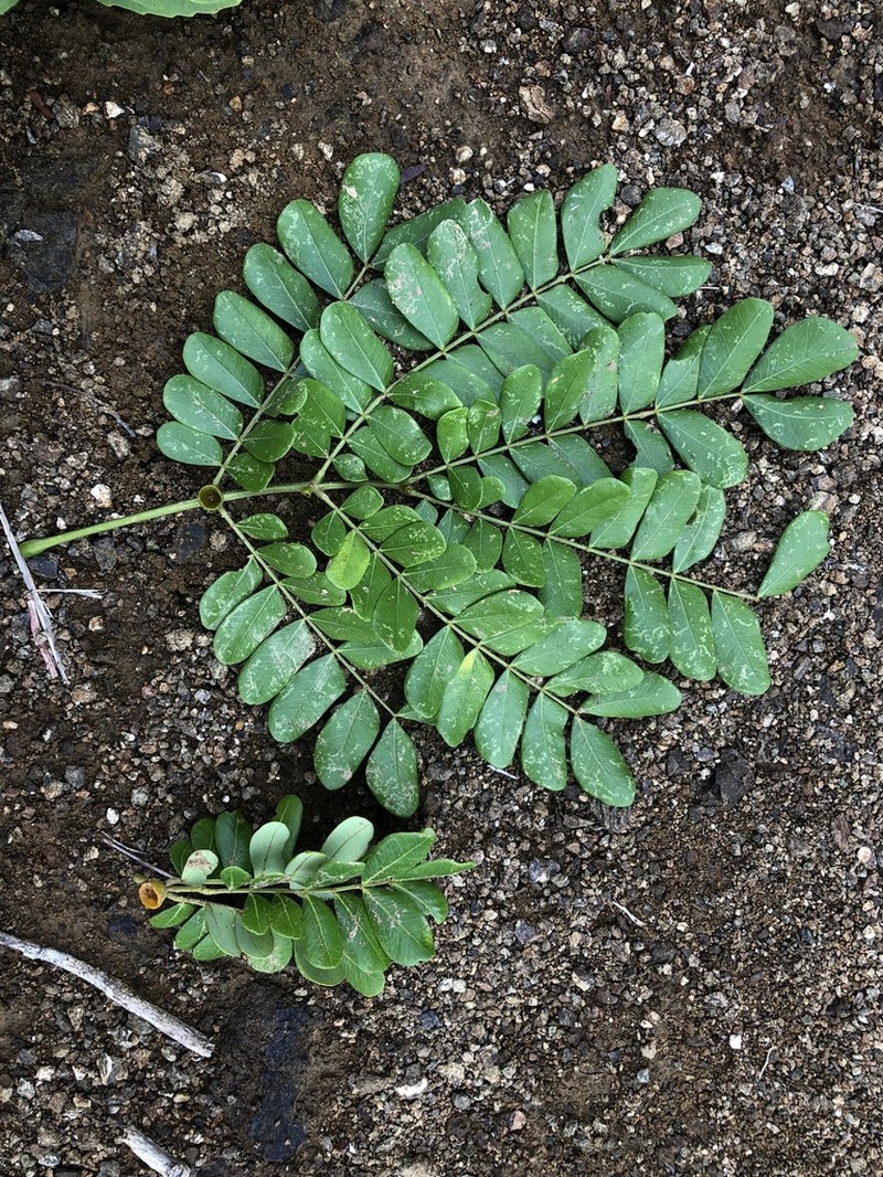 Jupunba macradenia photo 2