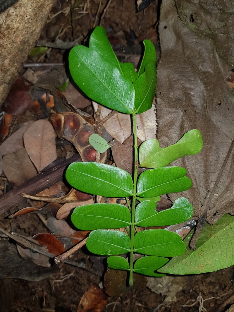 Jupunba macradenia photo 3