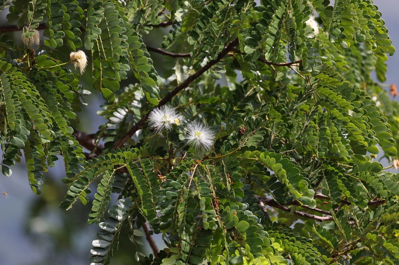 Jupunba macradenia photo 4
