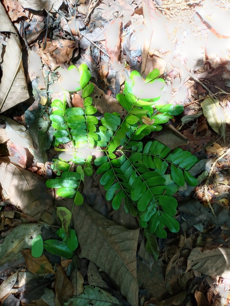 Jupunba macradenia photo 5