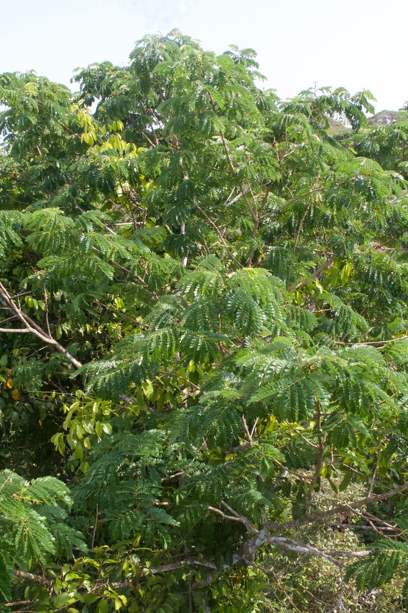 Jupunba macradenia photo 8
