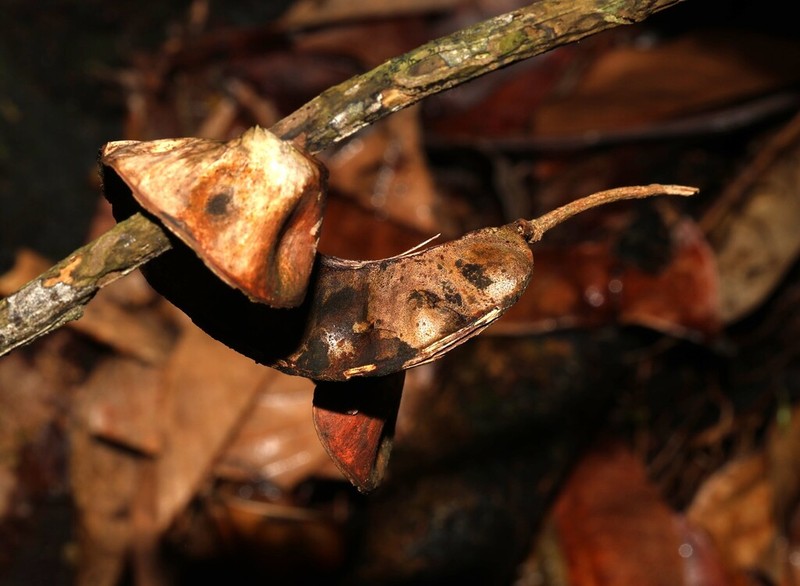 Jupunba mataybifolia photo 2