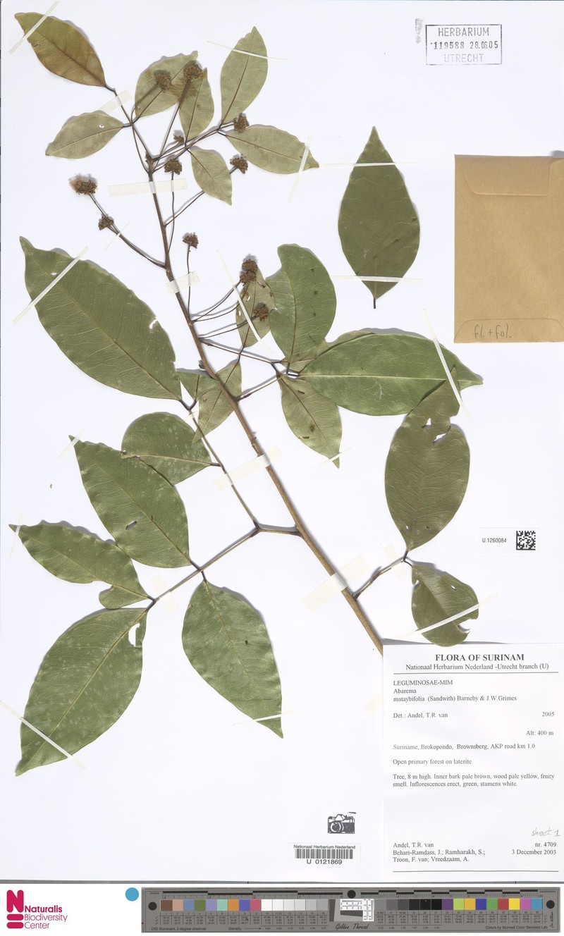 Jupunba mataybifolia photo 3