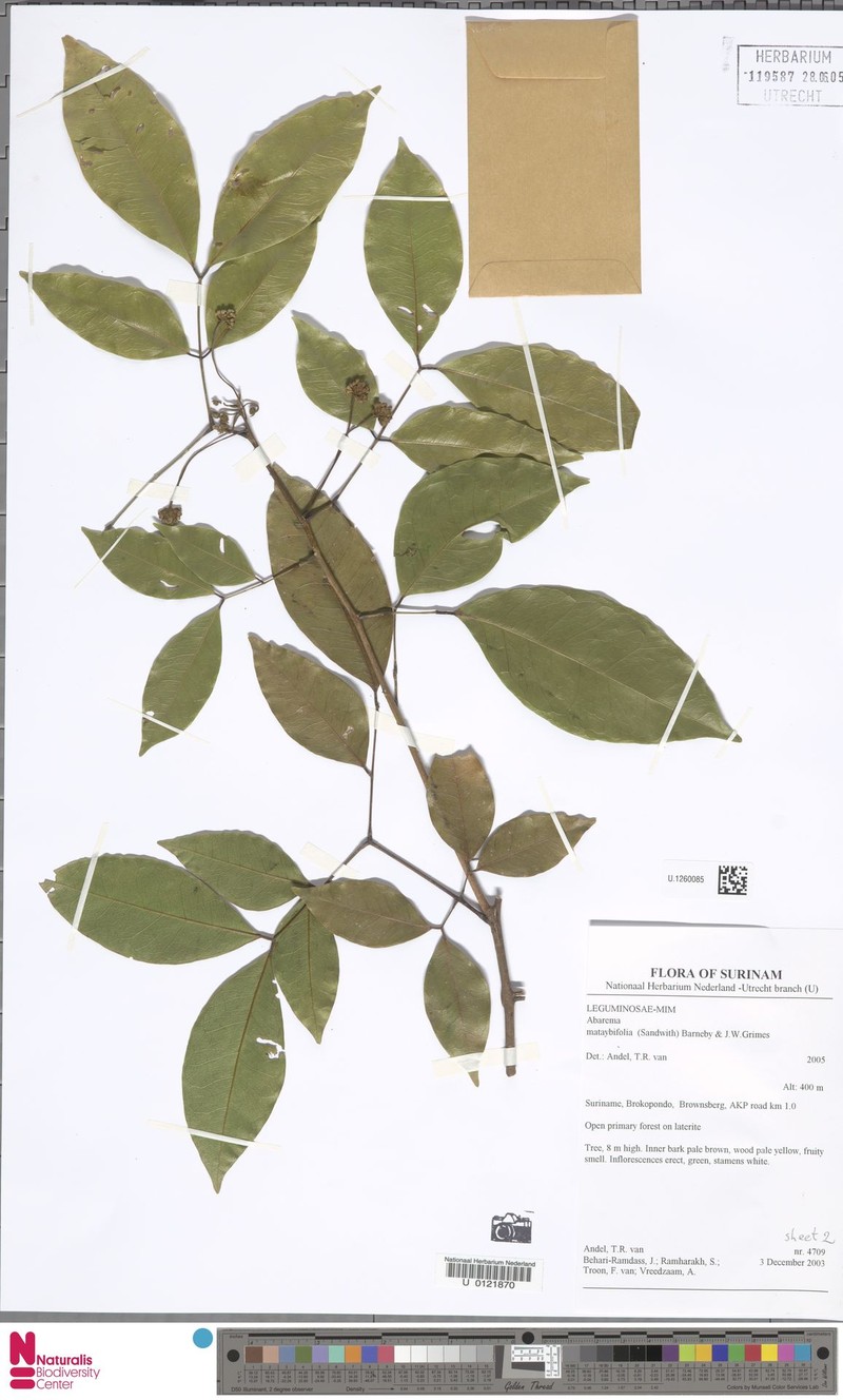 Jupunba mataybifolia photo 4