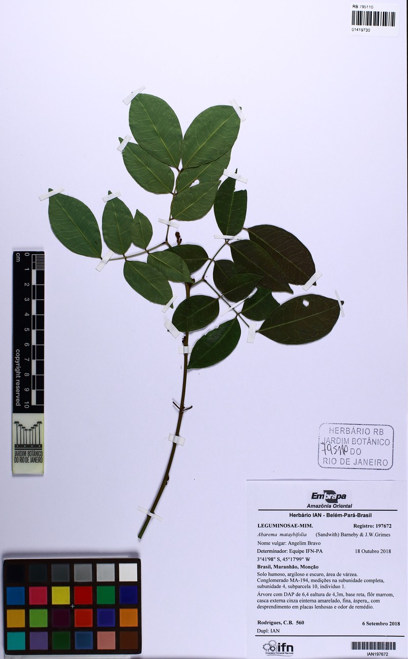 Jupunba microcalyx