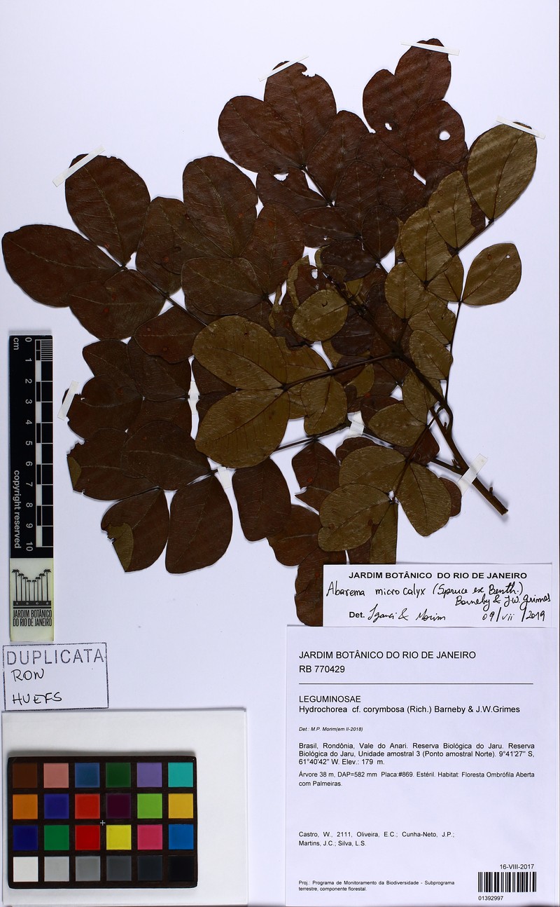 Jupunba microcalyx photo 2