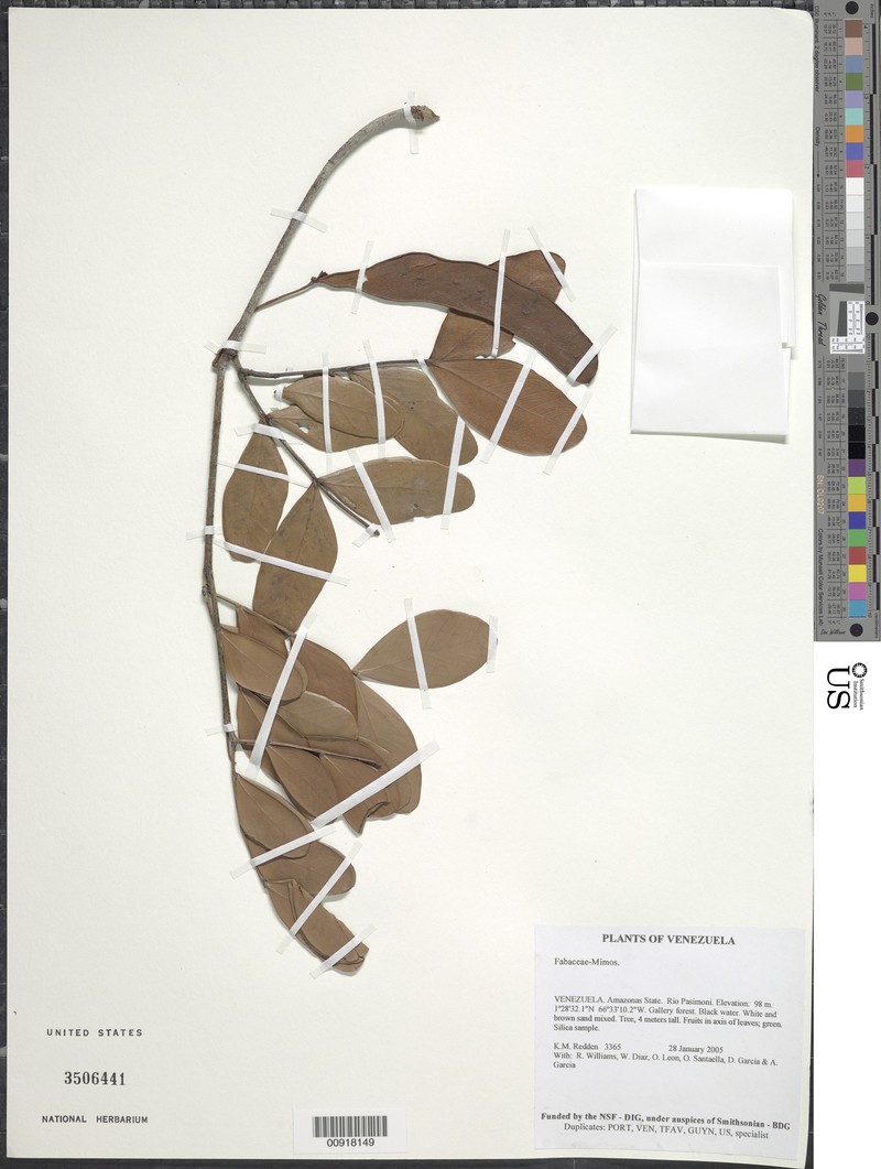 Jupunba microcalyx photo 3