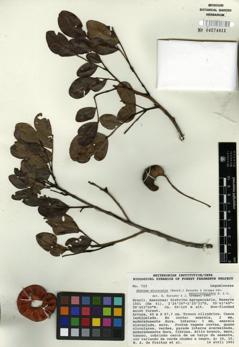Jupunba microcalyx var. enterolobioides