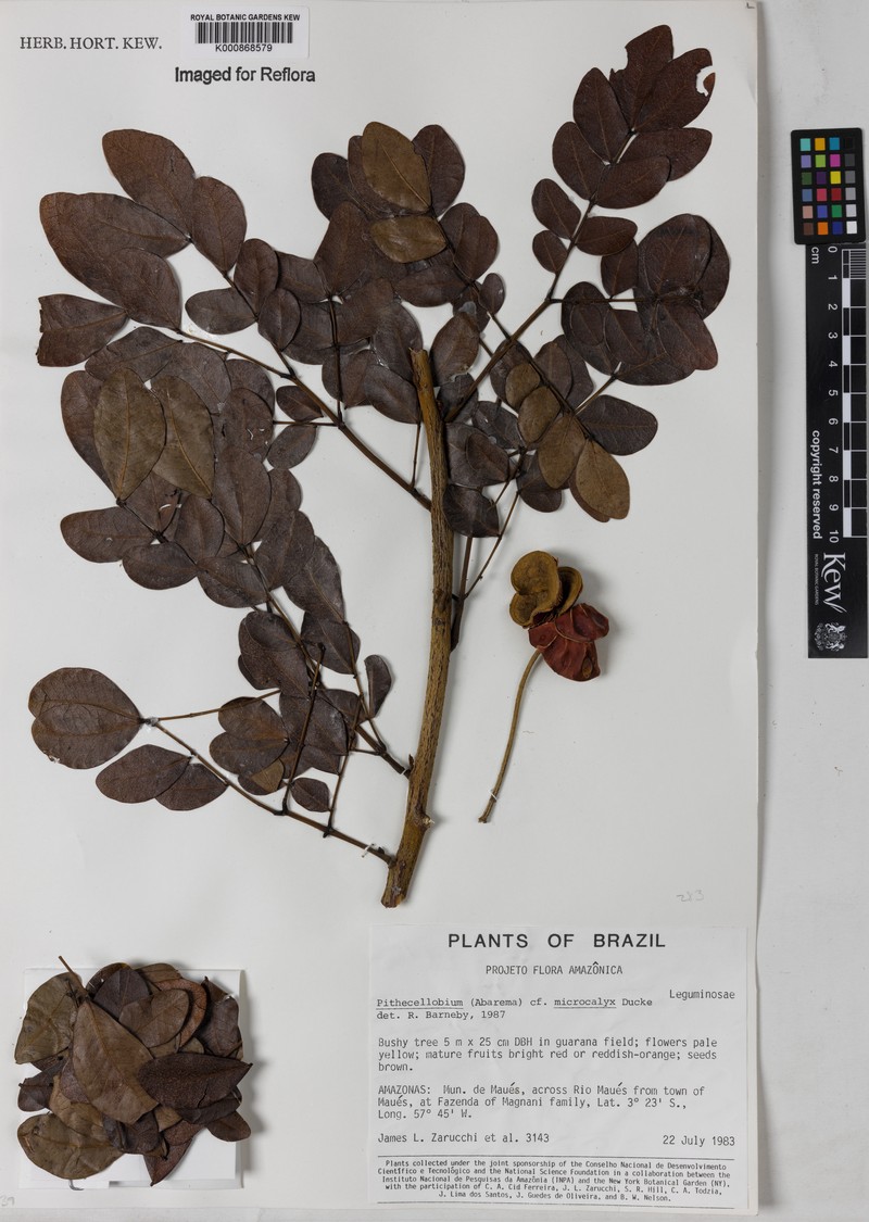 Jupunba microcalyx var. enterolobioides photo 2