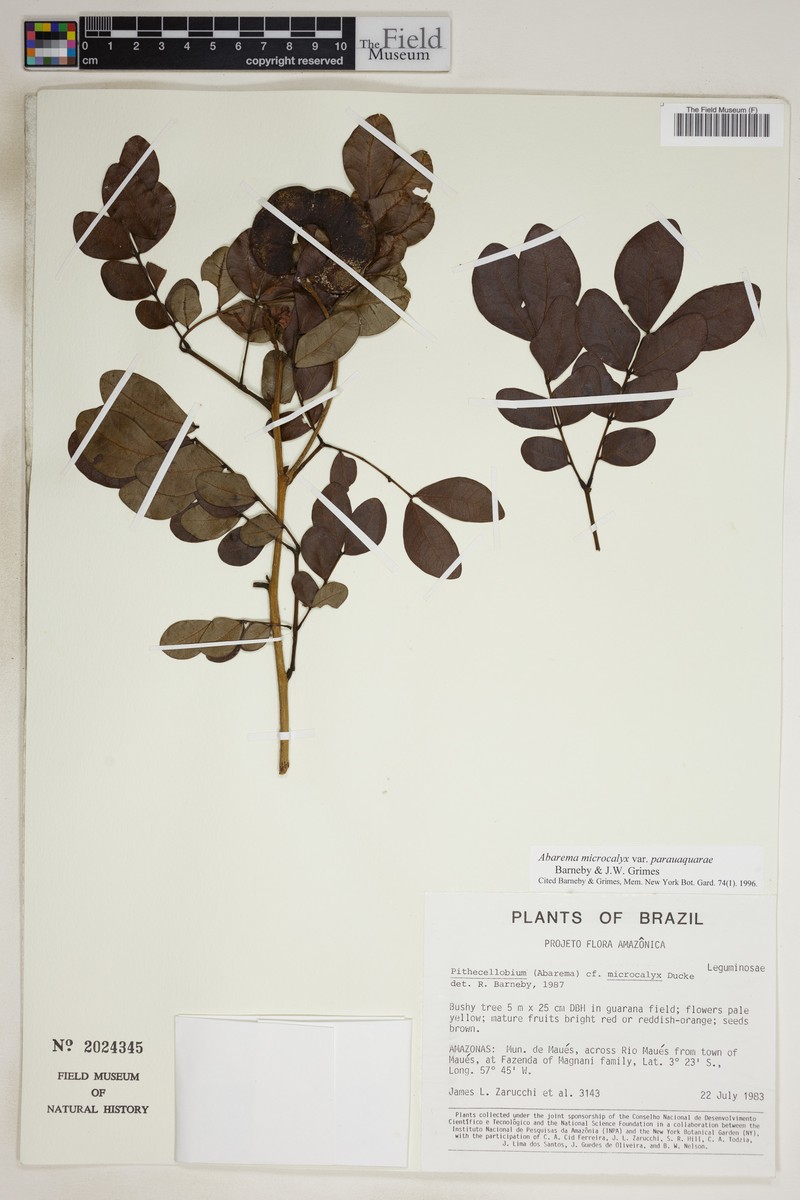Jupunba microcalyx var. parauaquarae