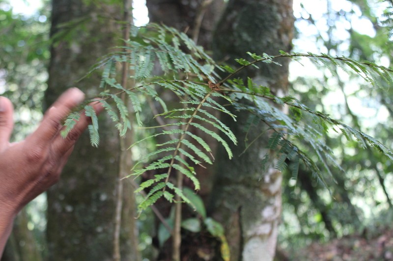 Jupunba oxyphyllidia
