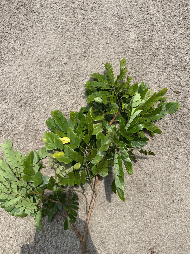Jupunba piresii