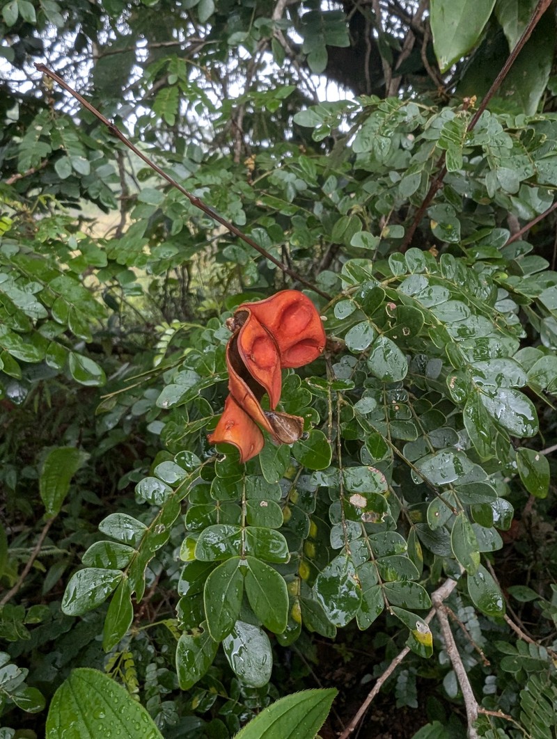 Jupunba trapezifolia var. micradenia photo 2
