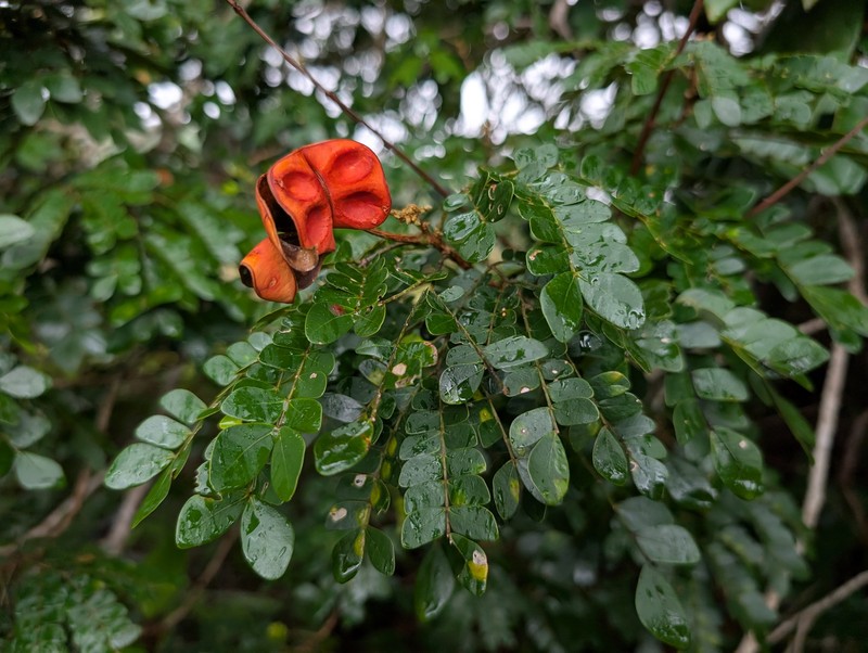 Jupunba trapezifolia var. micradenia photo 3
