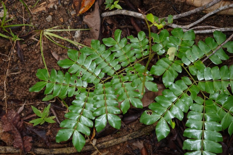 Jupunba trapezifolia var. micradenia photo 4