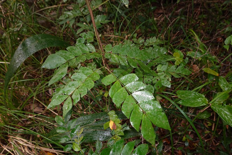 Jupunba trapezifolia var. micradenia photo 5