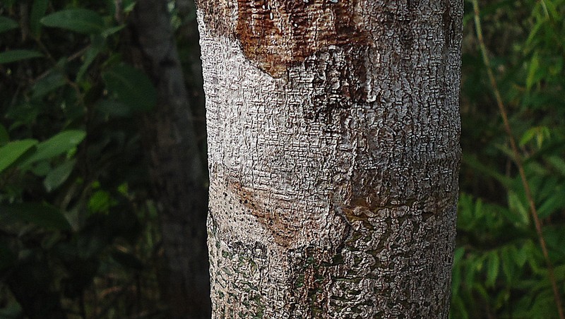 Jupunba trapezifolia var. micradenia