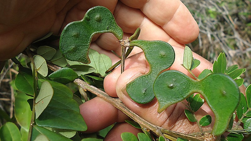 Jupunba trapezifolia var. micradenia photo 6