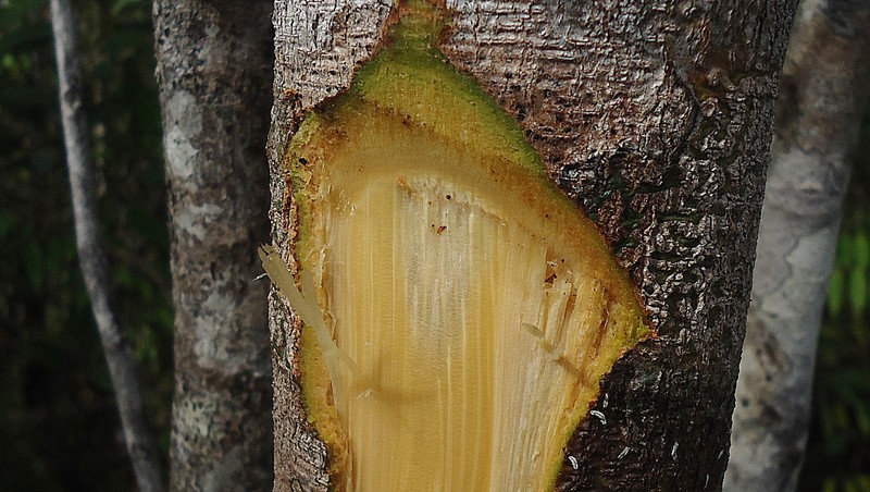 Jupunba trapezifolia var. micradenia photo 7