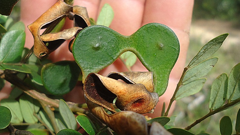 Jupunba trapezifolia var. micradenia photo 8