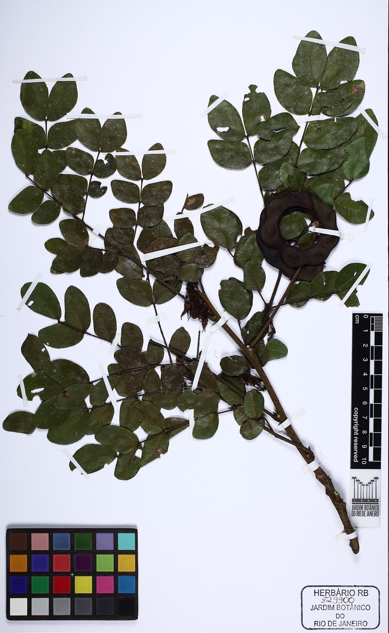 Jupunba villosa