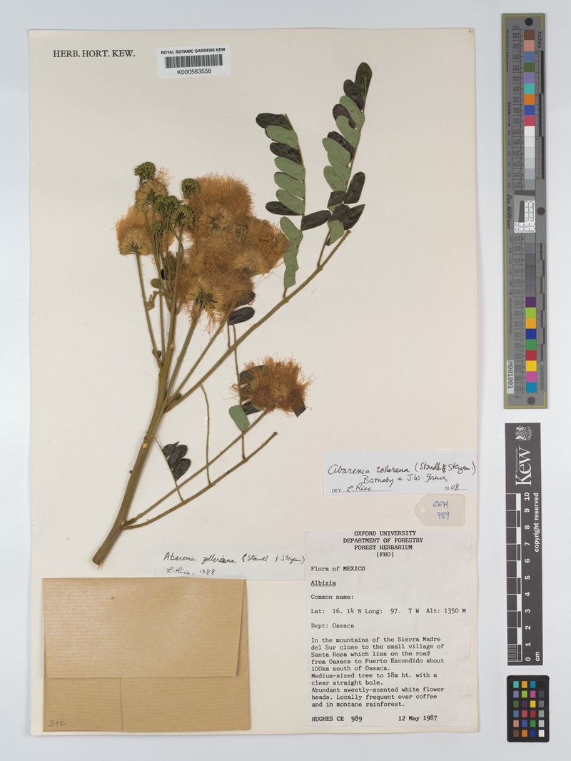 Jupunba zolleriana
