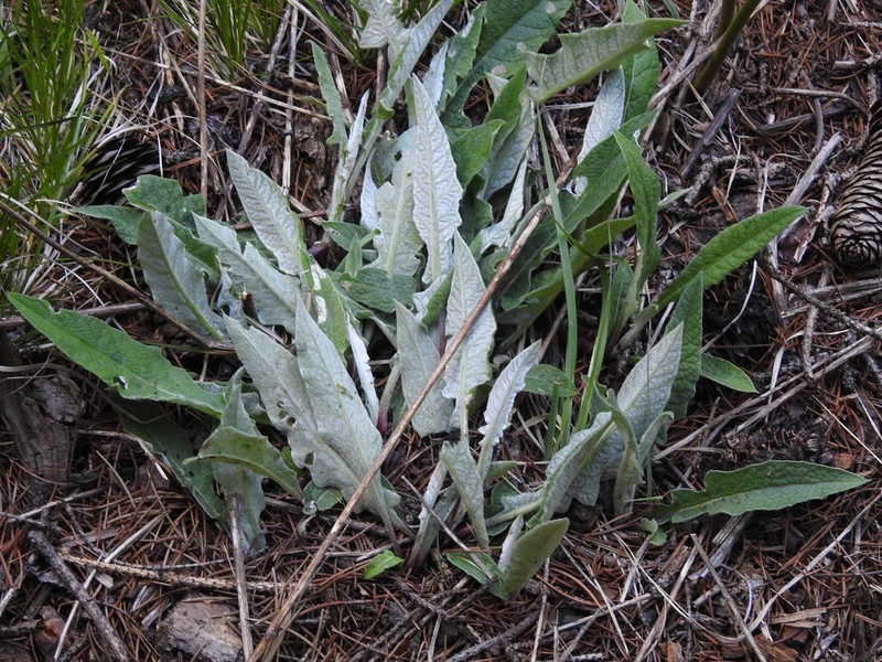 Jurinea albescens