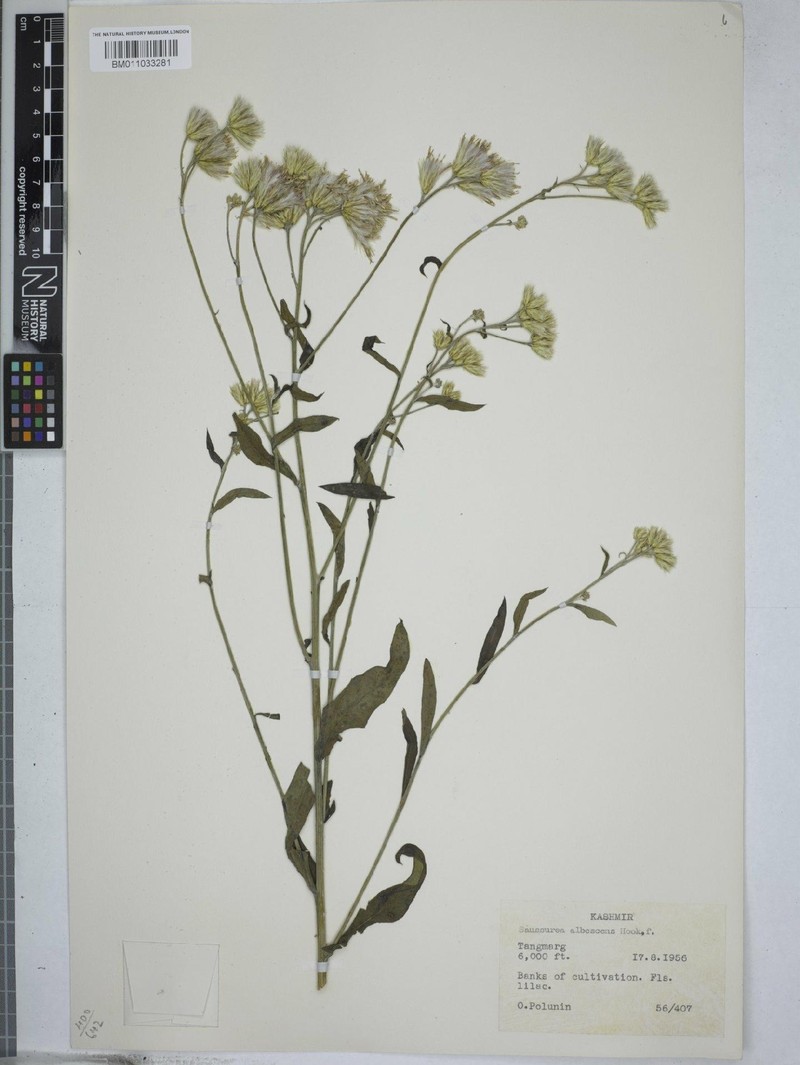 Jurinea albescens photo 2