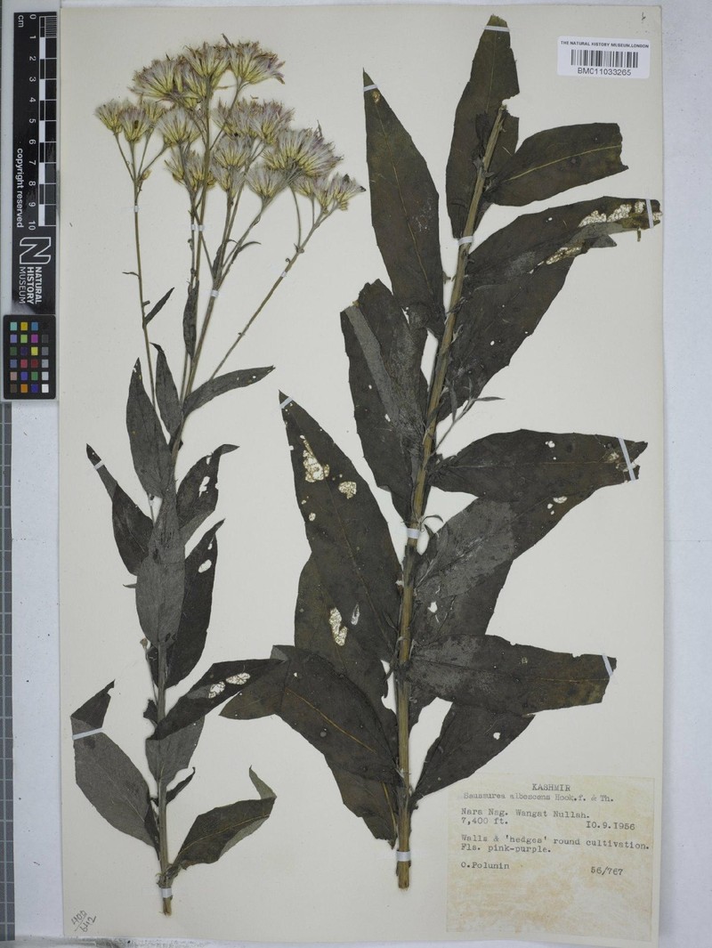 Jurinea albescens photo 3