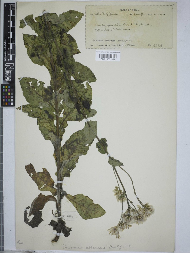 Jurinea albescens photo 4