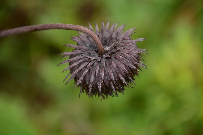Jurinea auriculata