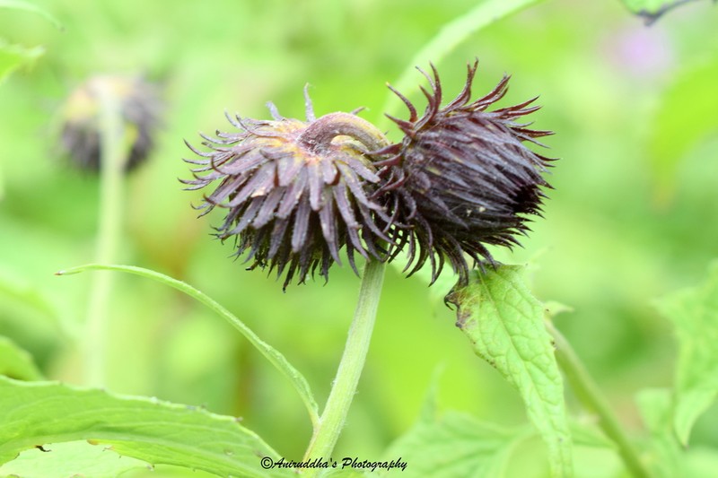 Jurinea auriculata photo 2