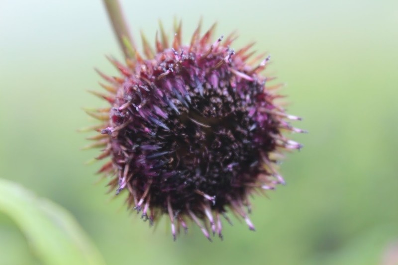 Jurinea auriculata photo 3