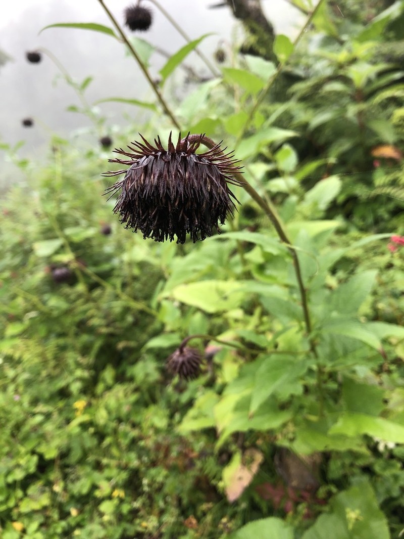 Jurinea auriculata photo 4