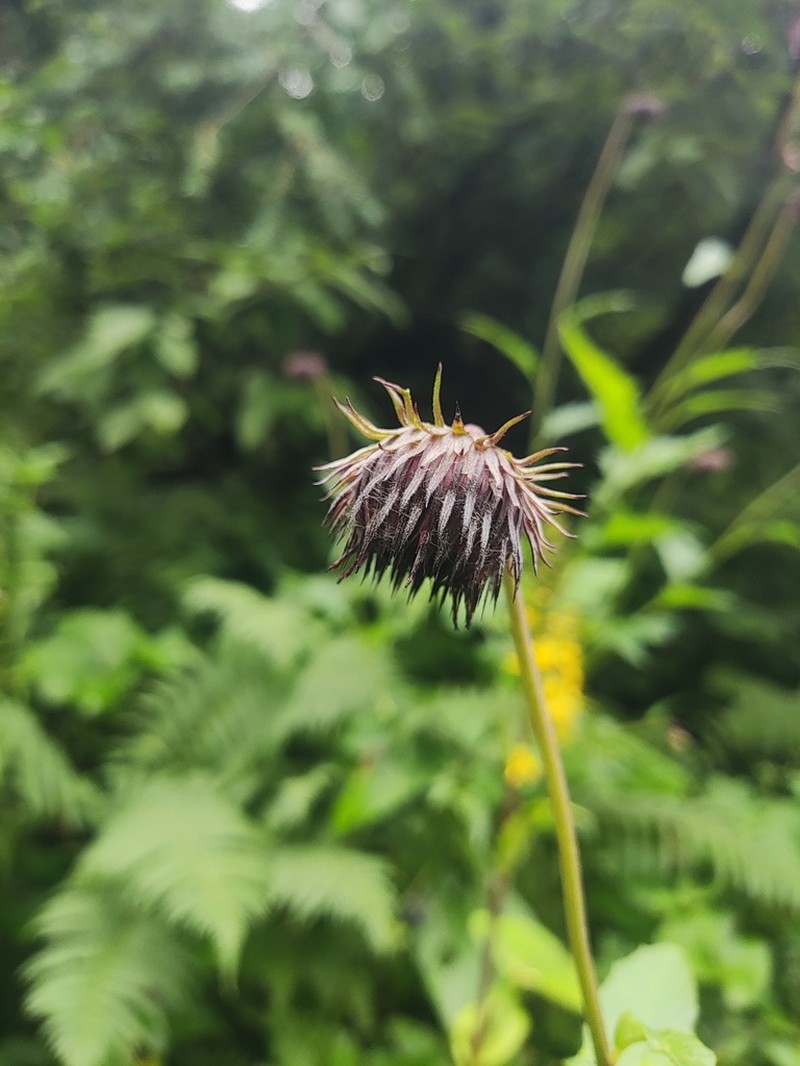 Jurinea auriculata photo 5